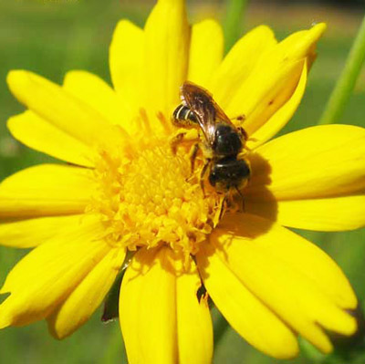 Adult Halictus poeyi Lepeletier, a sweat bee, gathering pollen on lanceleaf coreopsis, Coreopsis lanceolata. 