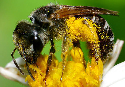 Adult Halictus poeyi Lepeletier, a sweat bee, collecting pollen on Spanish needle, in Highlands County, Florida. 