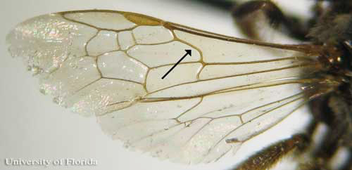 Example of Halictid wing venation. Arrow points to strongly curved basal vein which separates sweat bees from other families of bees.