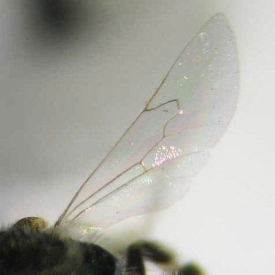 Example of Halictid (sweat bee) wing venation in Lasioglossum, showing weak or reduced wing veins.
