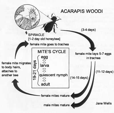 Life cycle of the tracheal mite of the honey bee