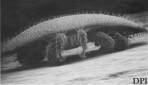 Adult female varroa mite, Varroa destructor Anderson & Trueman, anterior view, showing curvature of body. 