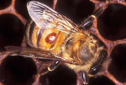 A female varroa mite, Varroa destructor Anderson & Trueman, feeds on the hemolymph of a worker bee. The mite is the oval, orange spot on the bee's abdomen. 