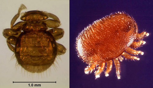 Dorsal views of an adult bee louse, Braula coeca Nitzsch, (left); and an adult Varroa destructor Anderson and Trueman, (right). Varroa are more oval in shape, and have eight legs as compared to the bee louse, which has six legs.