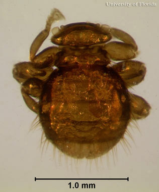 varroa mite - Varroa destructor Anderson and Trueman