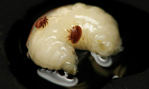 A female adult varroa mite, Varroa destructor Anderson & Trueman, feeds on the hemolymph of a honey bee pupa.