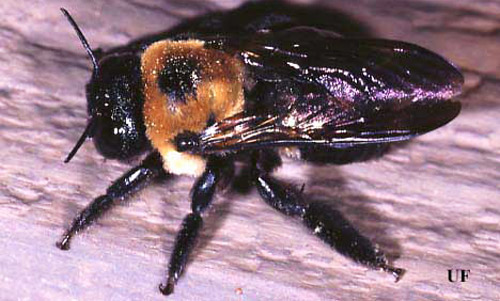 Adult large carpenter bee, Xylocopa sp. 
