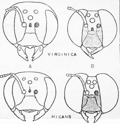 Xylocopa heads: A: female; B: male. 