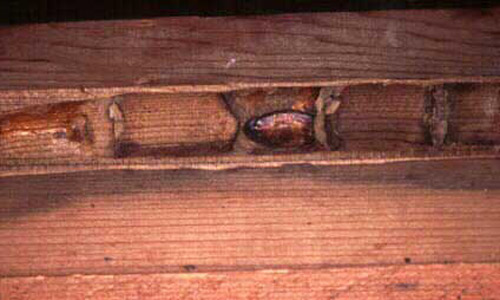 Internal damage to structural wood by a large carpenter bee, Xylocopa sp., showing individual larval cells. 