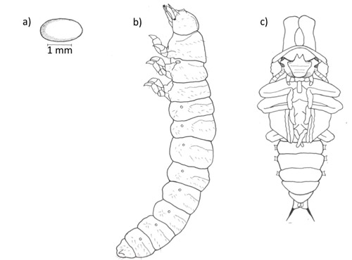 Bolitotherus cornutus (Panzer) (a) egg (b) larva (c) male pupa
