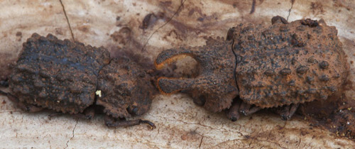 Male Bolitotherus cornutus (Panzer) (left) and a female (right) on a fungus bract
