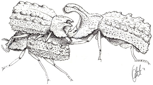 A male Bolitotherus cornutus (Panzer) with small horns sits on top of a female in a typical courting position. A rival male with larger horns attempts to peel the courting male from the back of the female with his clypeal horns
