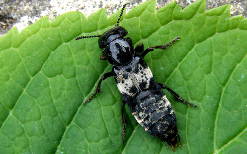 Dorsal view of adult hairy rove beetle, Creophilus maxillosus Linnaeus.