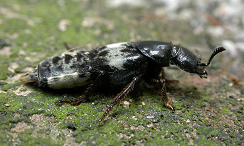 Lateral view of adult hairy rove beetle, Creophilus maxillosus Linnaeus.