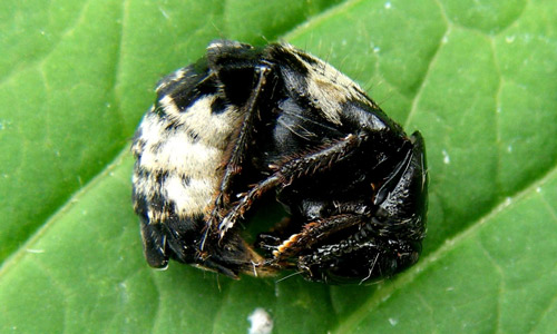 Adult hairy rove beetle, Creophilus maxillosus Linnaeus, displaying curled-up defensive posture.