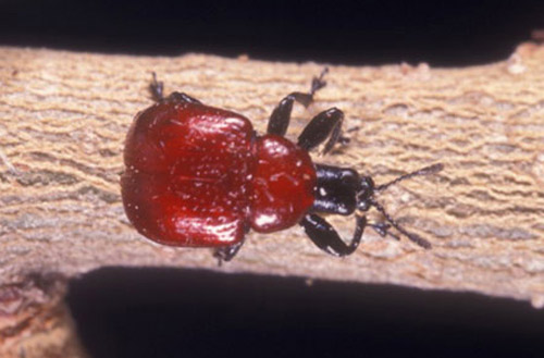 Dorsal view of adult Homoeolabus analis 