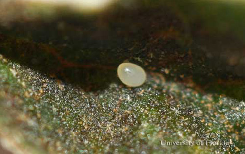 The larva of Homoeolabus analis 