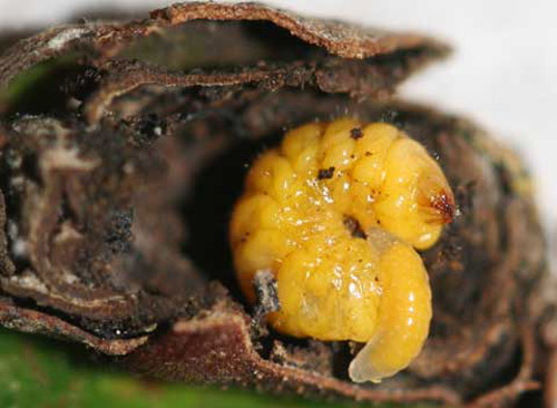 Mature larva of Homoeolabus analis 