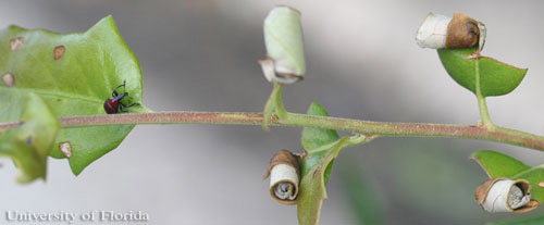Twig with nidi and leaf showing skeletionized feeding damage 