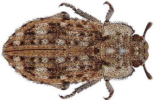 Adult Madagascar beetle, Leichenum canaliculatum variegatum (Klug).