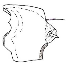 Larval mandible, Leichenum c. variegatum (from St. George 1930).