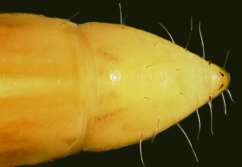 Ninth abdominal segment of the larva of the Madagascar beetle, Leichenum canaliculatum variegatum (Klug). (Dorsal view). 