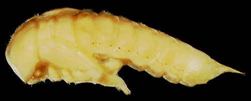 Pupa of the Madagascar beetle, Leichenum canaliculatum variegatum (Klug). (Lateral view, head on left). 