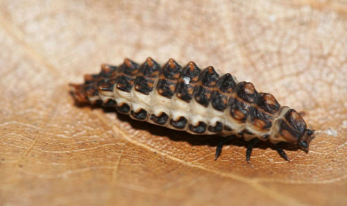 Calopteron discrepans (Newman) distended prepupal larva (dorsal view). 