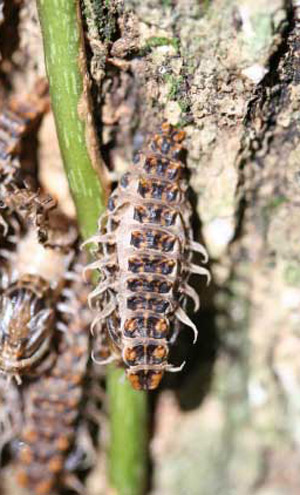 Calopteron discrepans (Newman) pupa within last instar larval pupal case. 