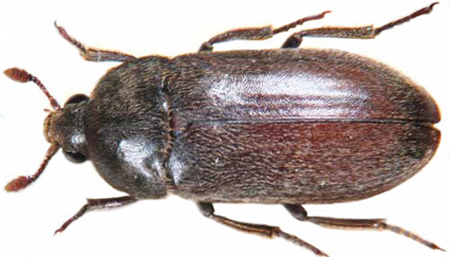 Dorsal view of adult male black larder beetle, Dermestes ater DeGeer