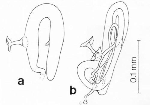 he sperm storage organs (spermatheca) of the female, a) Bambara testacea (Britt.), Florida; b) Bambara wagneri (Dybas), Florida. Species-specific differences in the form of the spermatheca are the rule in ambrosia beetles (Ptiliidae). 