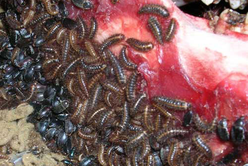 Larvae and adults of the hide beetle