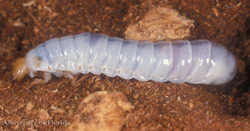 Larva of the horned passalus, Odontotaenius disjunctus Illiger, posed to see body shape. 