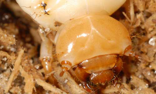 Larva of the horned passalus, Odontotaenius disjunctus Illiger, with close up of head capsule.
