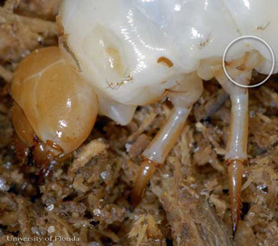 Close up of one of the reduced third pair of legs in a larvae of the horned passalus, Odontotaenius disjunctus Illiger. 