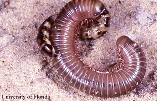 Phengodes sp. railroad-worm feeding on a millipede, Gainesville, FL.