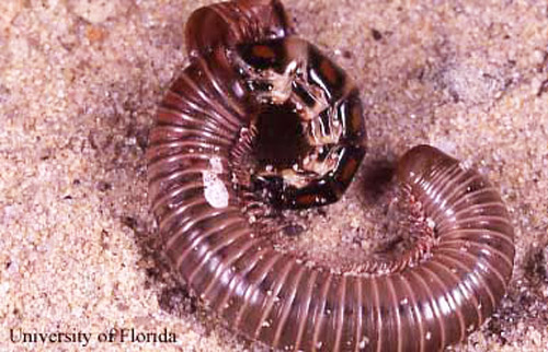 Phengodes sp. railroad-worm feeding on a millipede, Gainesville, FL.
