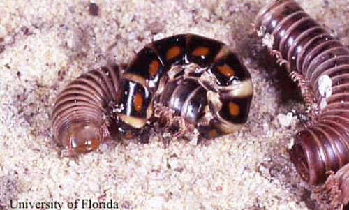 Phengodes sp. railroad-worm feeding on a millipede, Gainesville, FL. 