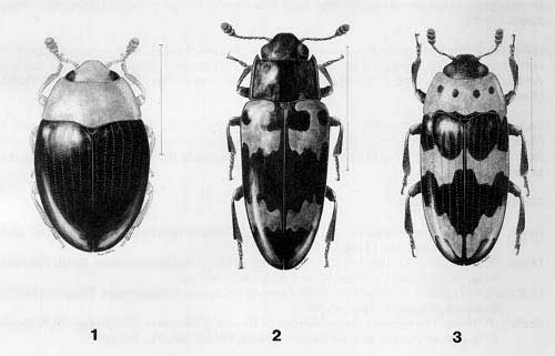 1) Tritoma atriventis LeConte - 2.0 mm; 2) Megalodacne heros (Say) - 8.0 mm; 3) Ischyrus q. quadripunctatus (Olivier) - 4.0 mm 
