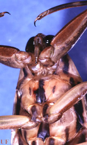 Ventral view of the head of an adult Lethocerus sp., a giant water bug. showing the beak. 