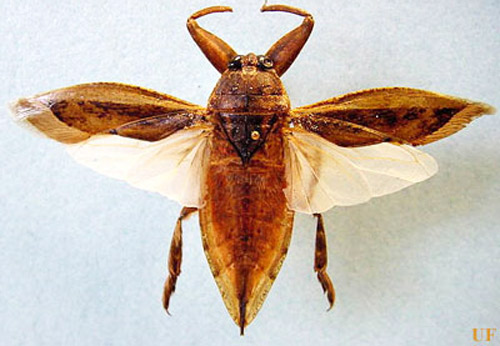Ventral view of an adult Lethocerus uhleri (Montandon). (Note banded middle and hind legs). 