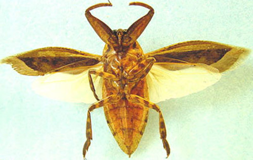 Dorsal view of an adult Lethocerus uhleri (Montandon). 