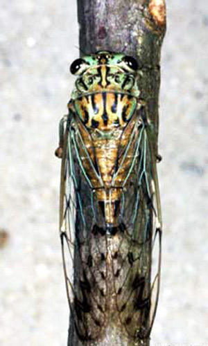 Hieroglyphic cicada, Neocicada hieroglyphica (Say). Total length (head to tips of forewings) is 32 mm (about 1 1/4 inch).