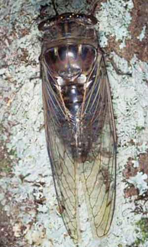Dusk-calling cicada, Tibicen auletes (Germar). Total length (head to tips of forewings) is 64 mm (about 2 1/2 inches). 