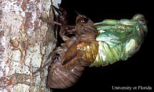 Cicada (Tibicen sp.) escaping its nymphal skeleton. The cast skeleton will remain attached to the tree. Once free, the adult will expand its wings, darken, and fly away. 