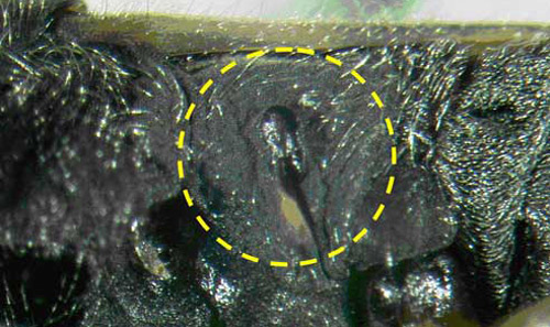 Scent gland of an adult Myakka bug, Ischnodemus variegatus (Signoret). 
