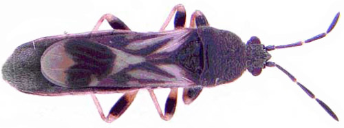 Adult female Myakka bug, Ischnodemus variegatus (Signoret).