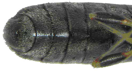 Differences between the ventral sclerites at the tip of the abdomen of adult Myakka bugs, Ischnodemus variegatus (Signoret). Female sclerites (top); male sclerites (bottom). 