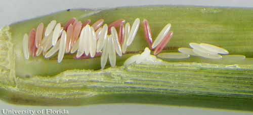 Egg mass of the Myakka bug, Ischnodemus variegatus (Signoret), on culm of the West Indian marsh grrass Hymenachne amplexicaulis. The eggs are 2.97 mm in length (± 0.13, n=25). 