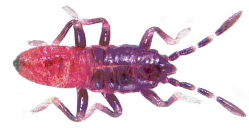 First instar nymph of the Myakka bug, Ischnodemus variegatus (Signoret). Average length is 1.45 mm (± 0.28, n=23). 